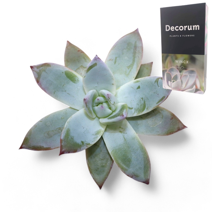 <h4>Echeveria Colorata Ice Cutflower Wincx-10cm</h4>