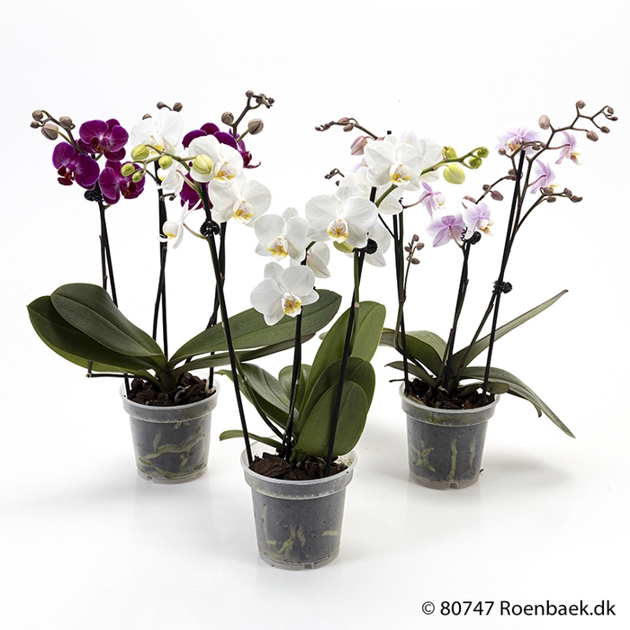 <h4>PHALAENOPSIS-HYB P10 3 TAK</h4>