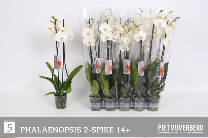 <h4>PHAL OV WIT</h4>