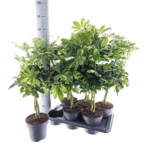 SCHEF AR GOLD CAPELL