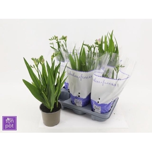 FREESIA OV