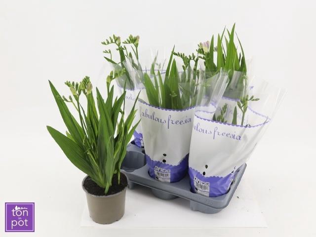<h4>FREESIA OV</h4>