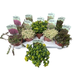 SEDUM OV