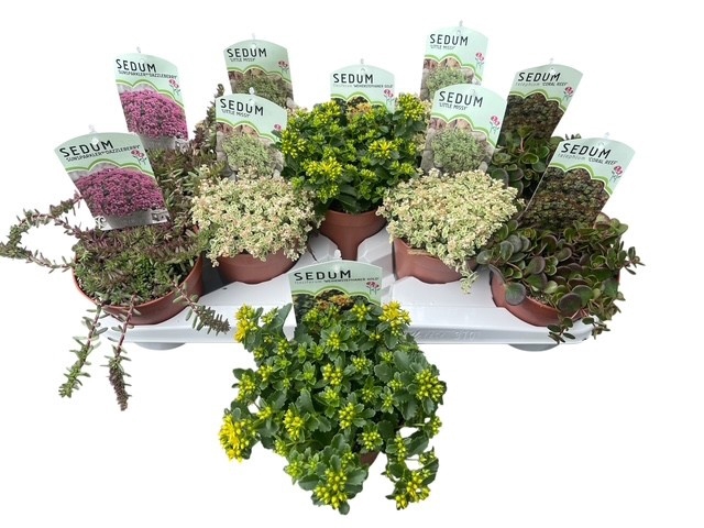 <h4>SEDUM OV</h4>