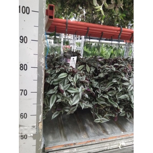 Tradescantia zebr. 'Purpusii'