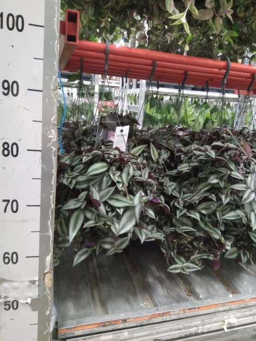 <h4>Tradescantia zebr. 'Purpusii'</h4>