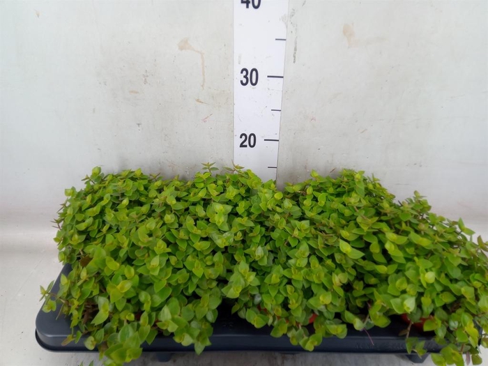 <h4>Callisia repens</h4>