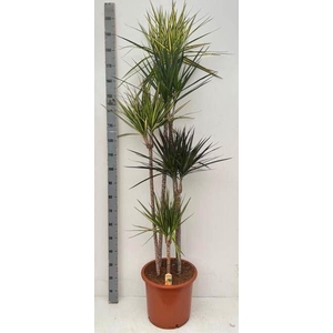 Dracaena   ...mix