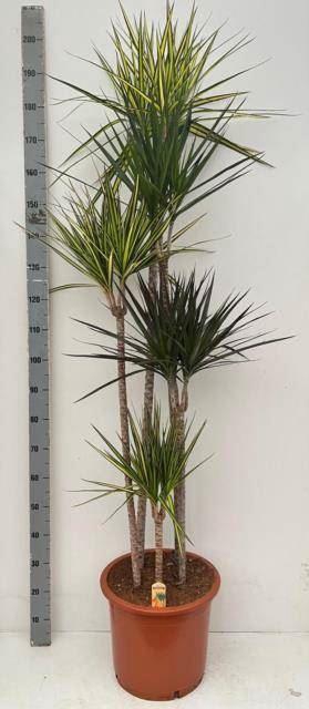 <h4>Dracaena ...mix</h4>
