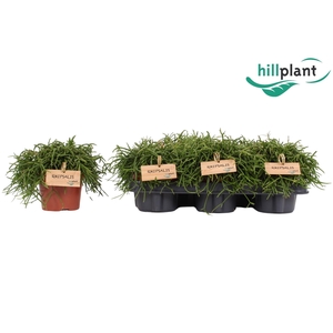RHIPSALIS BA OASIS