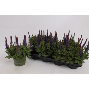 SALVIA NE SE DP BLUE