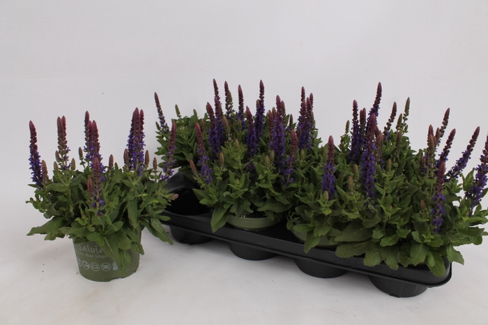 <h4>SALVIA NE SE DP BLUE</h4>
