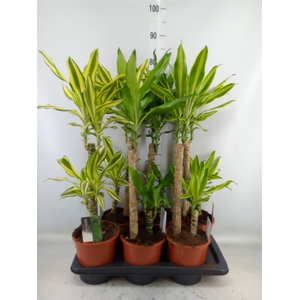 Dracaena frag.   ...mix 3