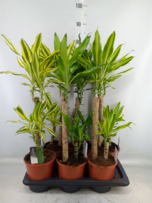 <h4>Dracaena frag.   ...mix 3</h4>