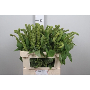 Amar Green Thumb