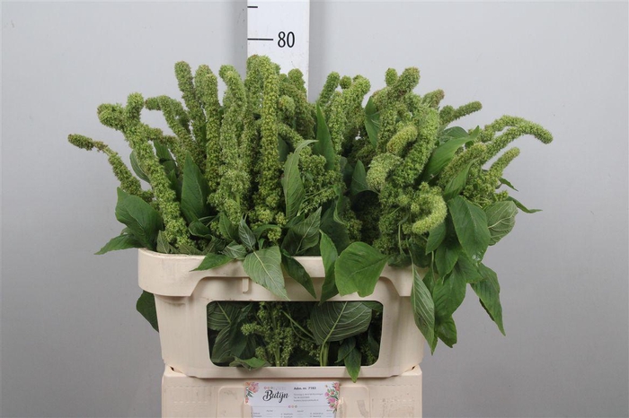 <h4>Amar Green Thumb</h4>