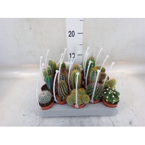 Cactus   ...mix