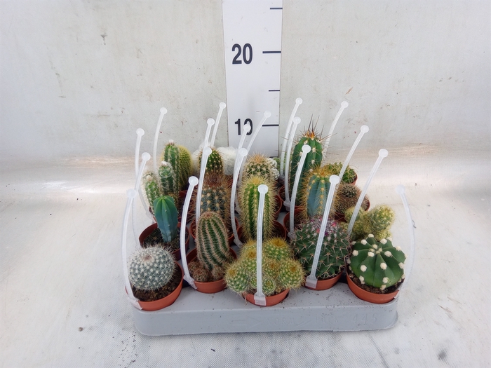 <h4>Cactus   ...mix</h4>