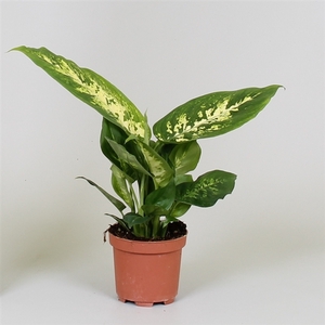 Dieffenbachia 'Compacta'