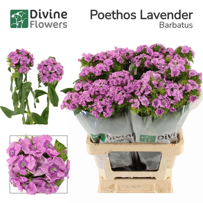 <h4>DIANTHUS BARBATHUS DI BARB OV</h4>
