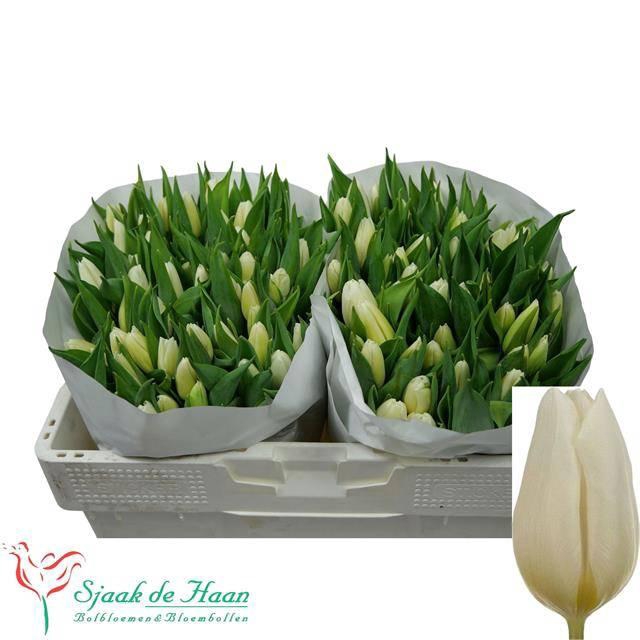 <h4>TU EN WHITE PRINCE</h4>