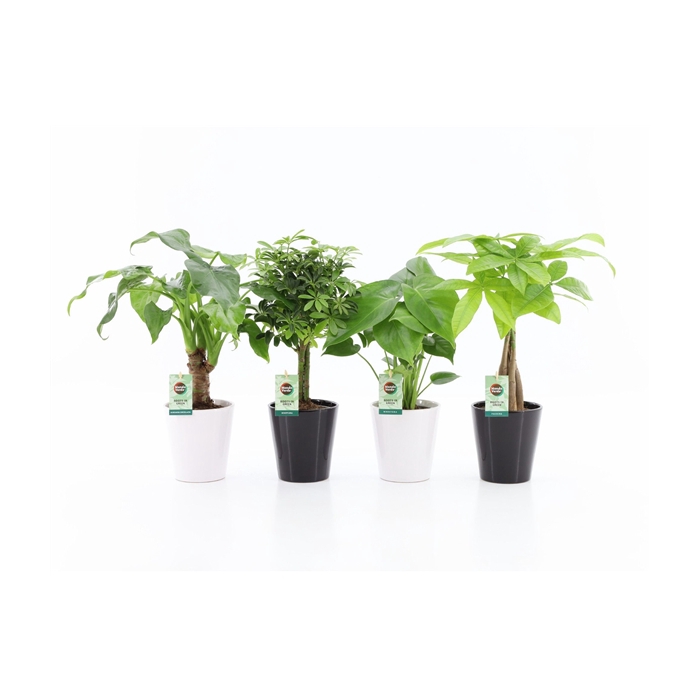 <h4>Jungle Mix in Zwart & Wit Keramiek</h4>