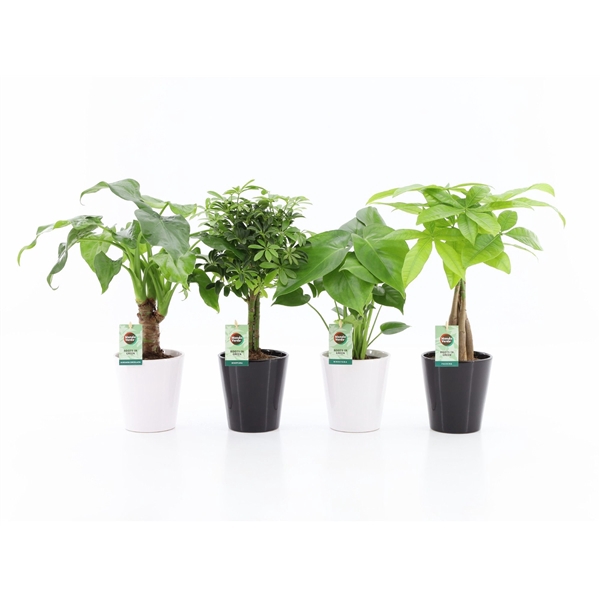 Jungle Mix in Zwart & Wit Keramiek