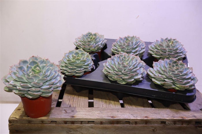 <h4>Echev Ov Met Bloem</h4>