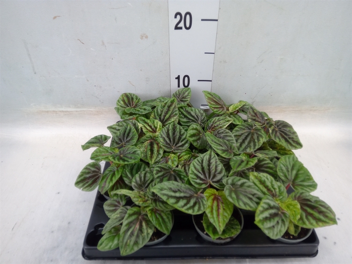 <h4>Peperomia</h4>