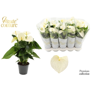 Anthurium 12 cm Cocos in Haute Couture sleeve