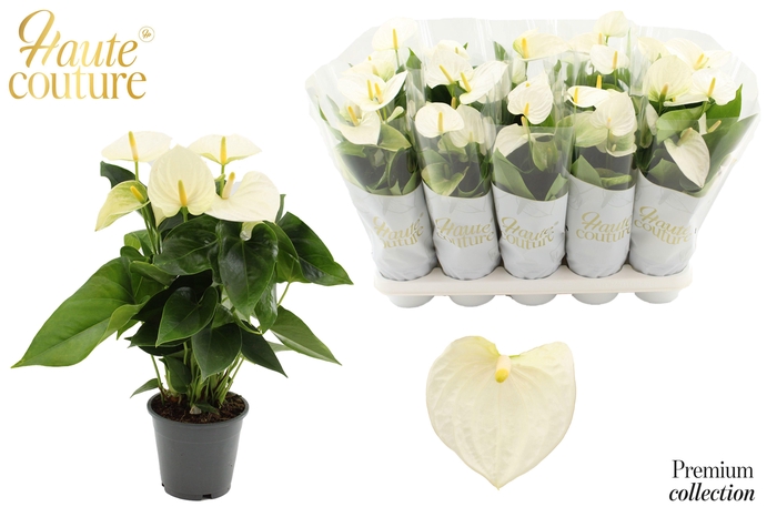 <h4>Anthurium 12 cm Cocos in Haute Couture sleeve</h4>