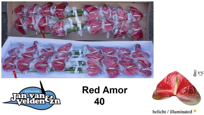 <h4>Anthurium Red Amor</h4>