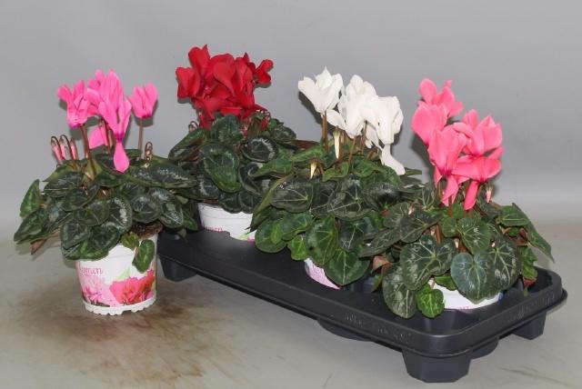 <h4>CYCL GR SUP XL</h4>