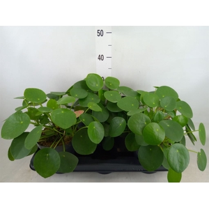 Pilea peperomoides