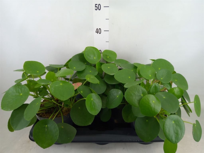 <h4>Pilea peperomoides</h4>