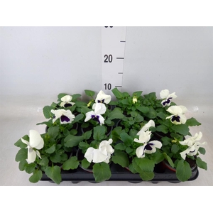 Viola wr. 'Colossus White wBlotch'