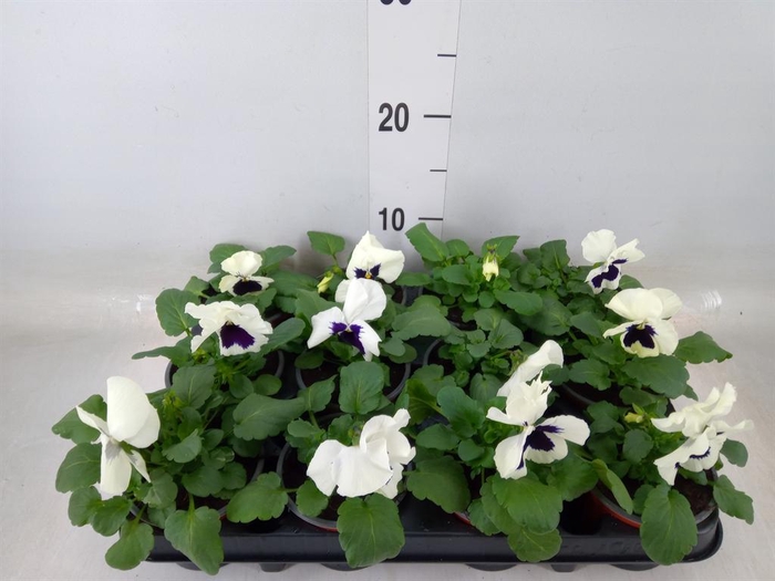 <h4>Viola wr. 'Colossus White wBlotch'</h4>