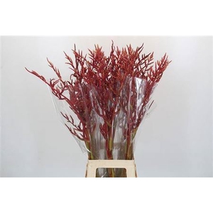 Bromeliabloem