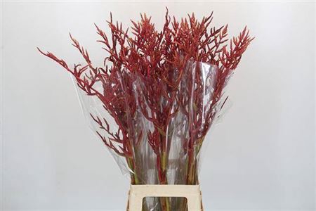 <h4>Bromeliabloem</h4>