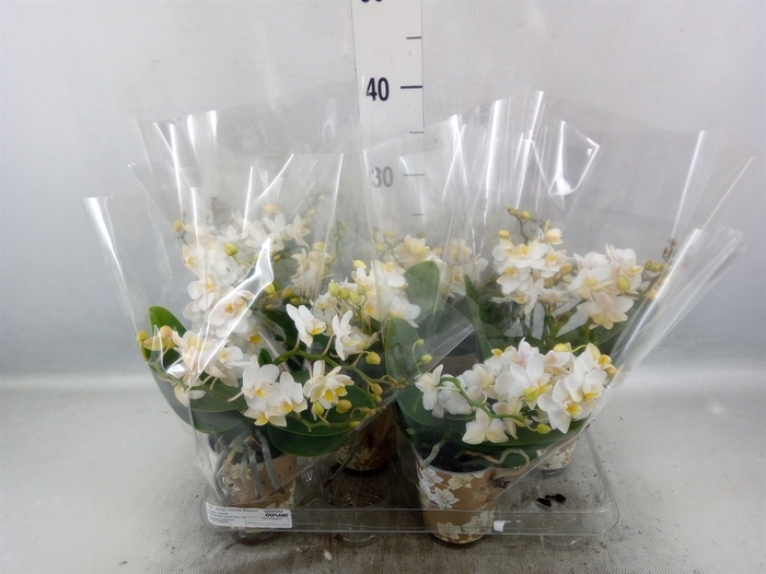 <h4>Phalaenopsis multi. 'Ant Nazare'</h4>