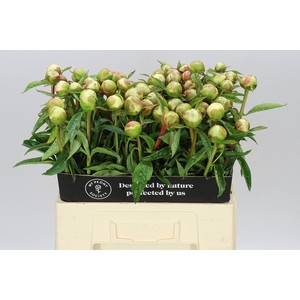 Paeonia Duchesse Blush