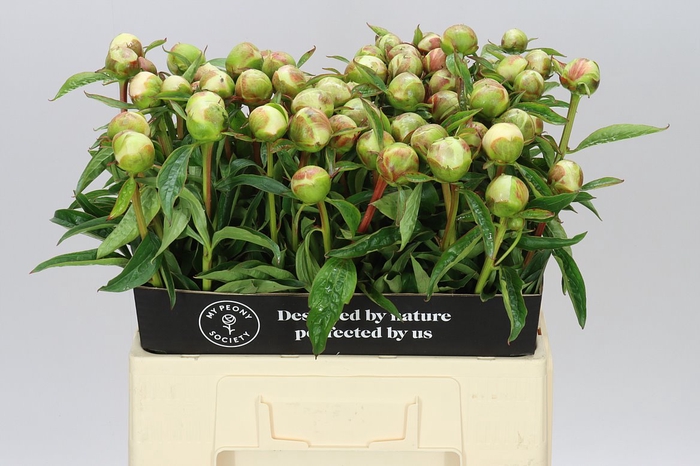 <h4>Paeonia Duchesse Blush</h4>