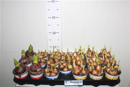 <h4>** Bolbloemen Gem Winter Promo *</h4>