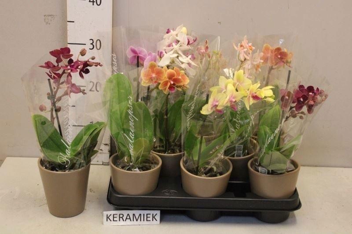 <h4>ARR PHAL 1 TAK</h4>