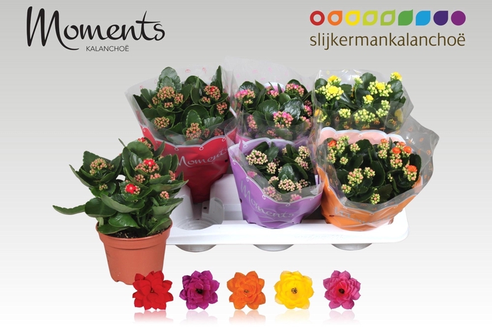 <h4>KAL GE GEM 5 KL</h4>