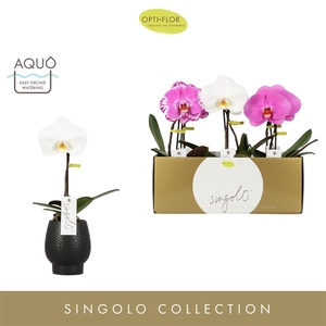 Singolo Mix in Abruzzo Black Aquo