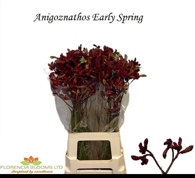 <h4>ANIGOZ EARLY SPRING</h4>