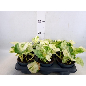 Epipremnum pinn. 'Happy Leaf'