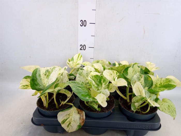 <h4>Epipremnum pinn. 'Happy Leaf'</h4>