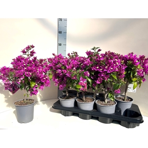 BOUGAINV ELISABETH